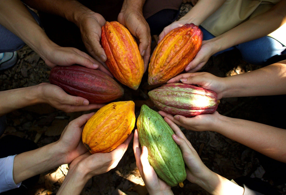 XU HƯỚNG CHOCOLATE 2026 & CÁCH D’ART ĐANG CHUẨN BỊ CHO TƯƠNG LAI