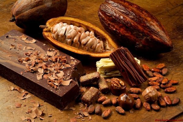HIỂU VỀ CACAO TRƯỚC KHI ĂN SOCOLA